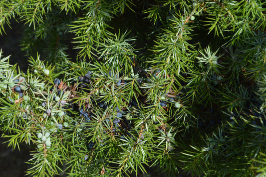 Gin Wanderung 25.01.26