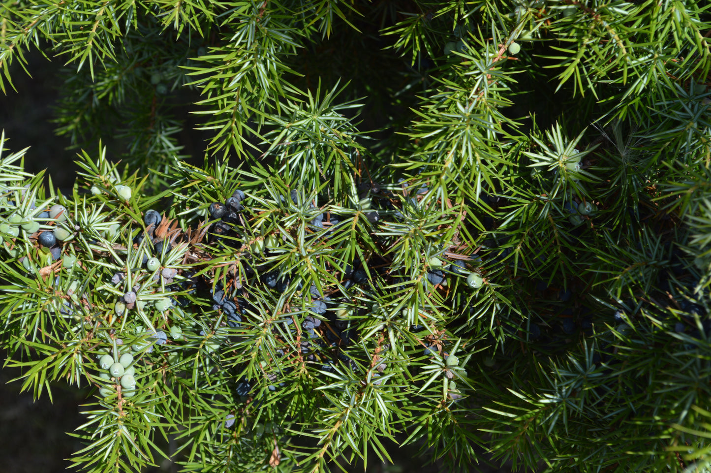 Gin Wanderung 19.07.26